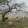 Paysage de polder dans la mist......an vieux verger dans la Betuwe avec des moutons sur Moetwil en van Dijk - Fotografie