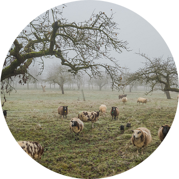 Polderlandschap in de mist……een oude fruitboomgaard in de Betuwe met schapen van Moetwil en van Dijk - Fotografie