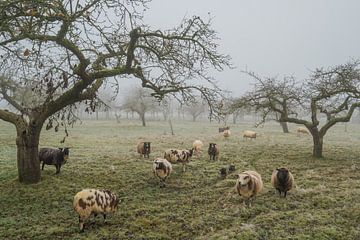 Polder landscape in the mist......an old fruit orchard in the Betuwe with sheep by Moetwil en van Dijk - Fotografie