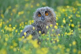 Eurasian Eagle Owl (Bubo bubo) by Ronald Pol