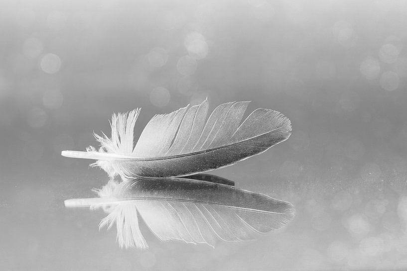 the spring by hanny bosveld