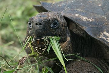 Etende reuzenschildpad van Hanneke Bantje