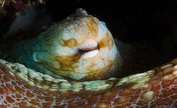 octopus oog van Roel Jungslager
