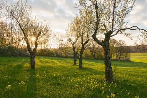 L'ambiance printanière dans le verger sur Anselm Ziegler Photography