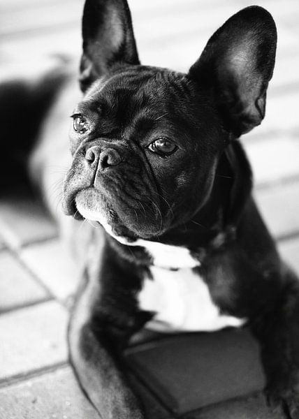 Franse Bulldog par Falko Follert