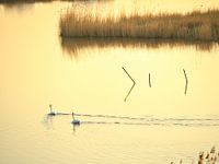 Swans in the setting sun, Ooijpolder, Nijmegen.