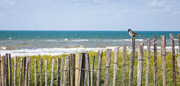 Musikalische Momente: Spatz auf dem Zaun in der Sonne, von den Dünen aus gesehen, mit dem strahlend blauen Meer im Hintergrund