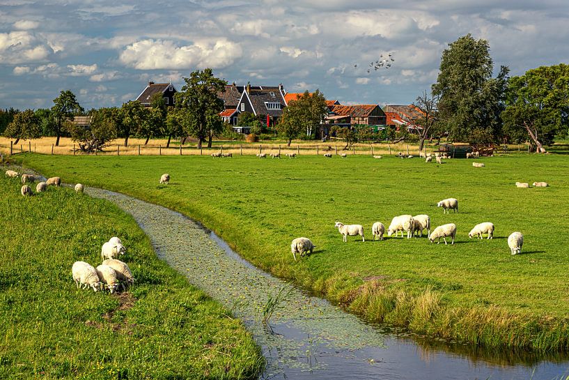 Typical Dutch landscape with sheep on Marken by Marco Rutten