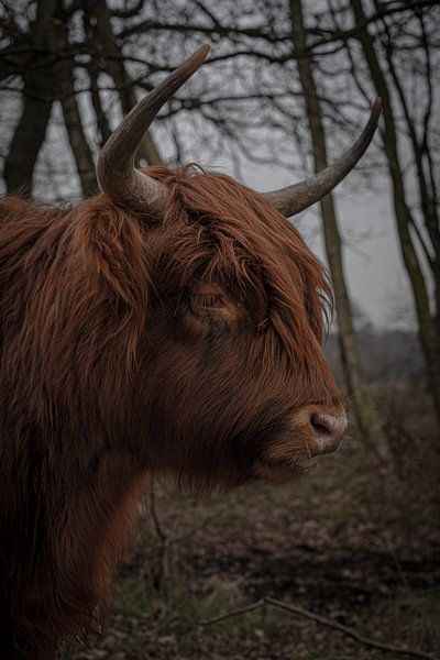 highlanders by iwan faber