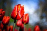 Bright red flowering tulips with sun against a blue sky by Simone Janssen thumbnail