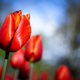 Leuchtend rot blühende Tulpen mit Sonne vor blauem Himmel von Simone Janssen