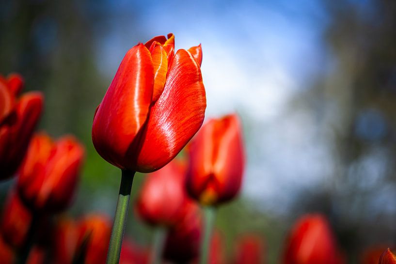 Bright red flowering tulips with sun against a blue sky by Simone Janssen