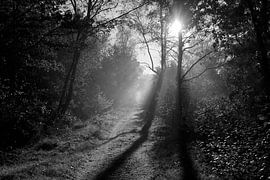 Lange Schatten im Wald von Jurjen Melinga