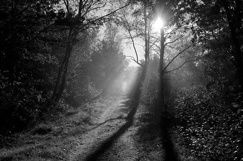 Lange schaduwen in het bos