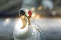 Crane in Japan