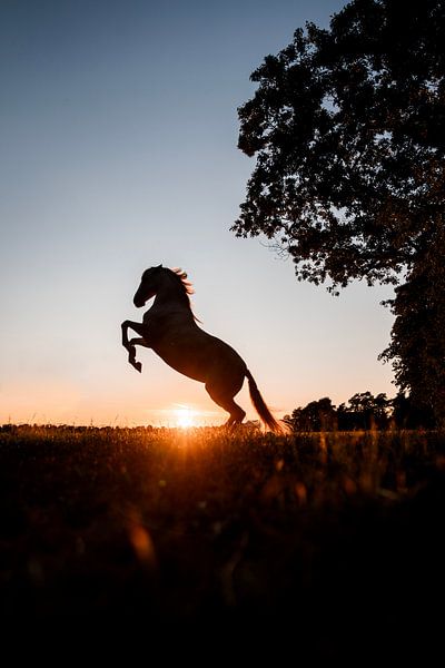 Pferd tänzelt im feuerroten Sonnenuntergang von Femke Ketelaar