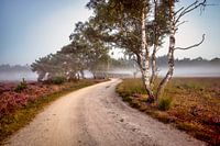 Strabrechtse Heide