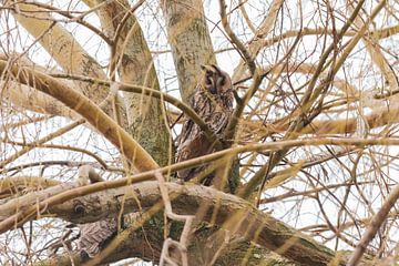 Long-eared owl in the wind by Merijn Loch