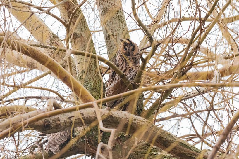 Long-eared owl in the wind by Merijn Loch