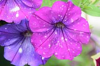 Flowers by Jelmer Beek thumbnail