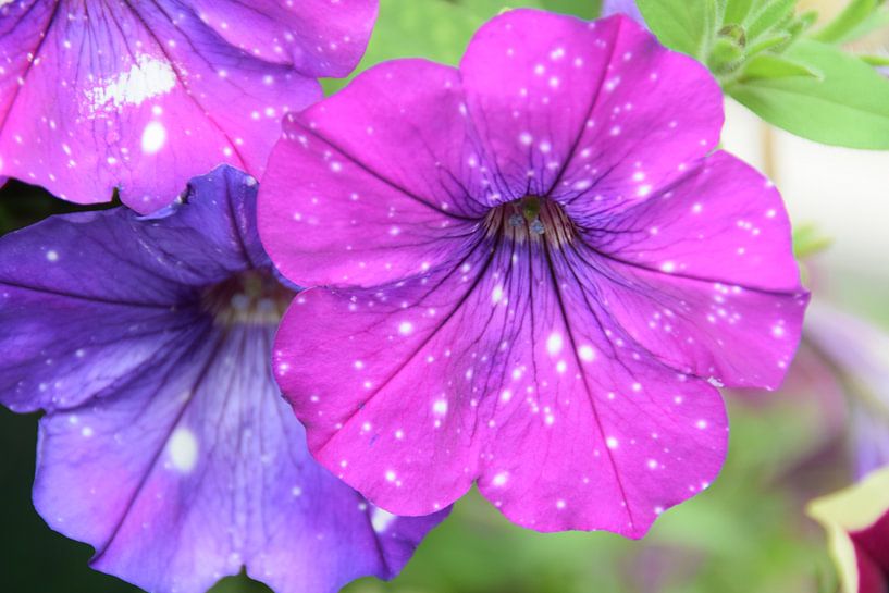 Flowers by Jelmer Beek