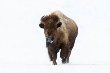 Amerikaanse Bison ( Bison bison ) in de winter, rennend naar de fotograaf, direct oogcontact, Yellow van wunderbare Erde