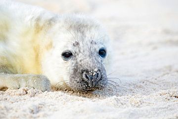 Un bébé phoque (Halichoerus grypus) se détend sur la plage sur Eye on You