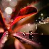 Gouttes avec bokeh III sur Corinne Welp