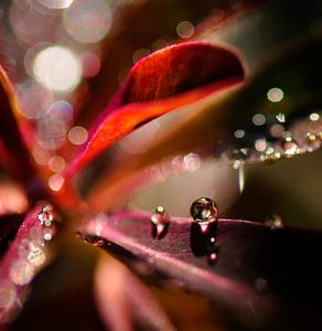 Gouttes avec bokeh III