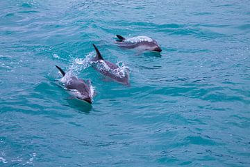 Des dauphins sombres dans le grand océan sur Marco Leeggangers