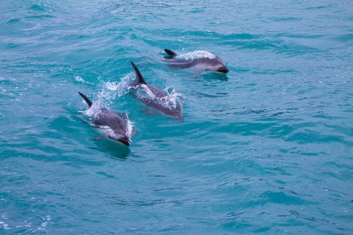 Des dauphins sombres dans le grand océan