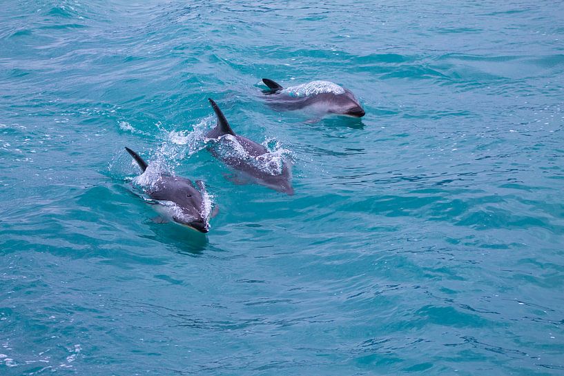 Des dauphins sombres dans le grand océan par Marco Leeggangers