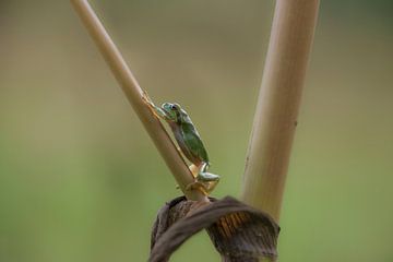Tree frog walks on common hogweed by Ans Bastiaanssen