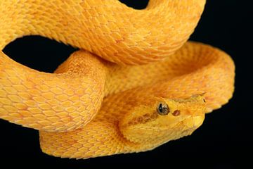 Wimpergroefkopadder (Bothriechis schlegelii) van Ronald Pol