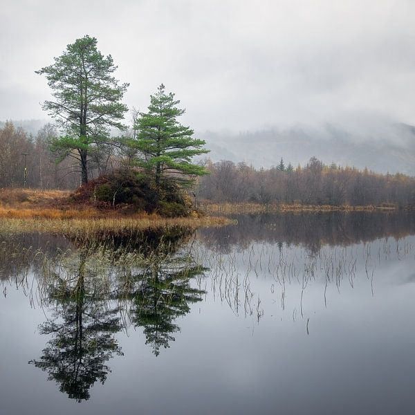 Trees in autumn reflected in Loch Trool in Scotlandd by Michel Seelen