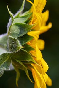 Tournesol