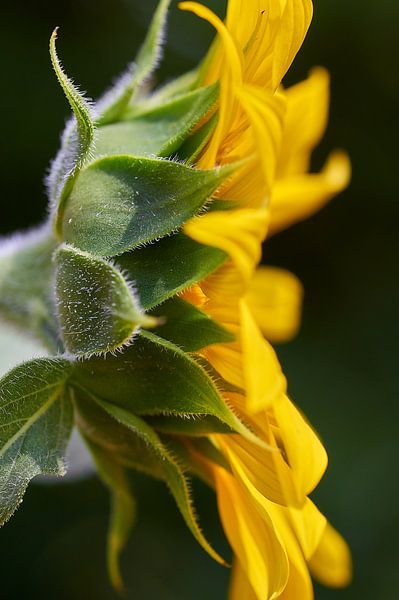 Tournesol par Ad Jekel