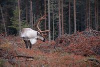 Rendier in herfstbos