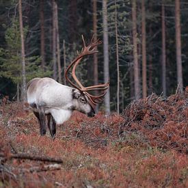 Reindeer in autumn forest by Vincent Croce