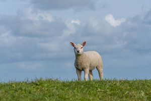 Agneau de Texel sur Texel360Fotografie Richard Heerschap