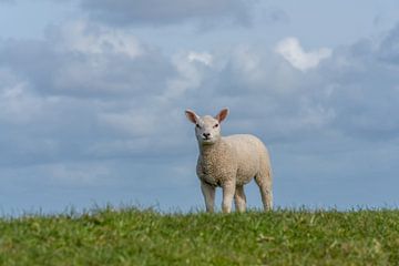 Texel lamb by Texel360Fotografie Richard Heerschap