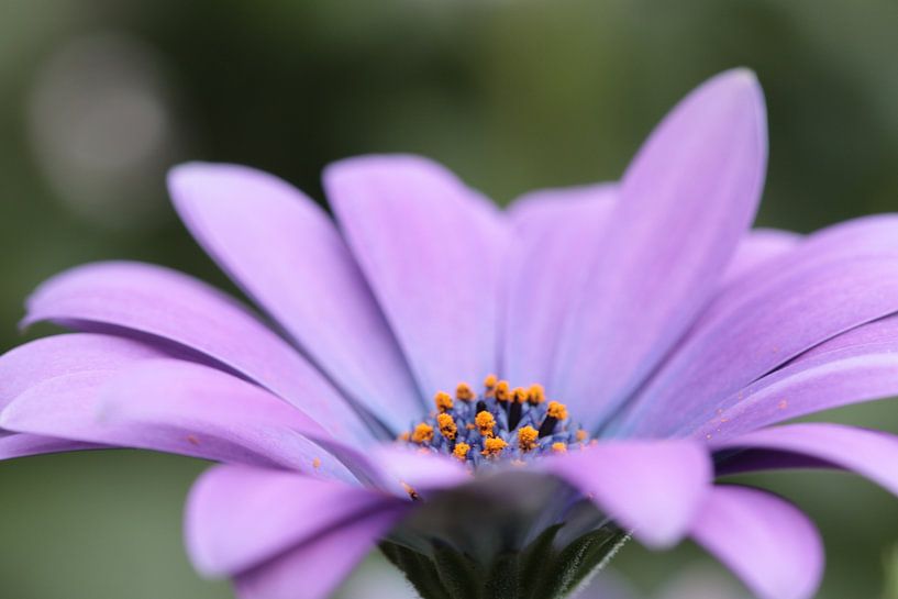 Macro binnen van Augenblicke im Bild