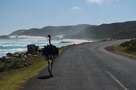 Wilder Strauß am Kap der Guten Hoffnung, Kapstadt, Südafrika von Lars Bruin
