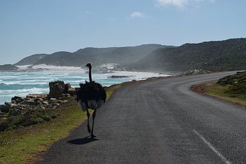 Wilde struisvogel bij Kaap de Goede Hoop, Kaapstad, Zuid Afrika van Lars Bruin