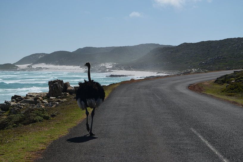 Wilde struisvogel bij Kaap de Goede Hoop, Kaapstad, Zuid Afrika van Lars Bruin
