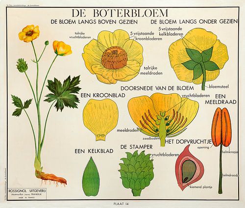 De Boterbloem