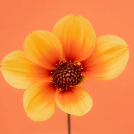 Love of dahlias's 8: Sunshine Moonfire by Cindy Mulder