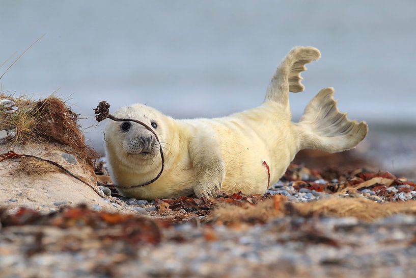 Gray Seal (Halichoerus grypus) Pup,in the natural habitat, Helgoland Germany by Frank Fichtmüller