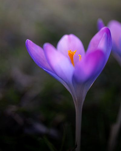 Printemps de conte de fées sur Atelier Nadine