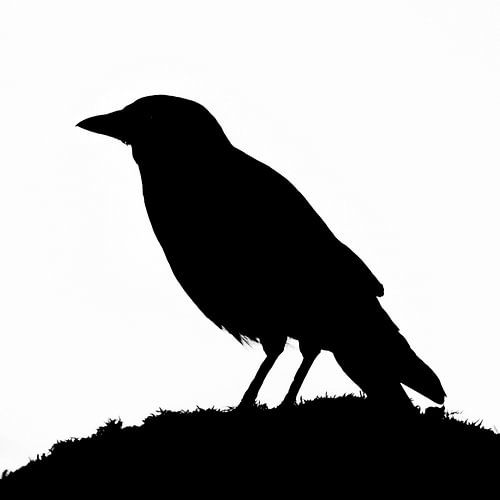 Silhouet foto van een kauw (zwart-wit)
